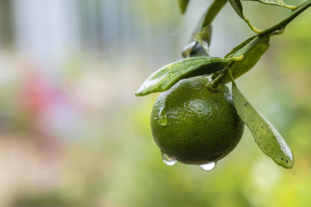 orange-tree-g841bc0a32_1280.jpg orange-tree-g841bc0a32_1280.jpg